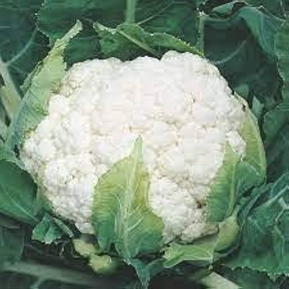 Black Cauliflower Non-GMO Vegetable - for planting in home garden